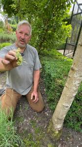 Attēlu rezultāti vaicājumam “Sagina procumbens fruit”