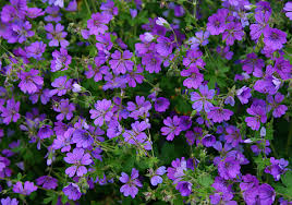 Attēlu rezultāti vaicājumam “Geranium pyrenaicum flower”