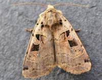 Attēlu rezultāti vaicājumam “Xestia triangulum”