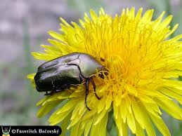 Attēlu rezultāti vaicājumam “Potosia cuprea imago”