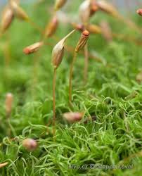 Attēlu rezultāti vaicājumam “Calliergonella cuspidata sporophyte”