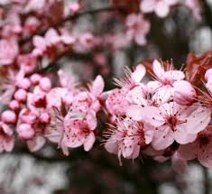 Attēlu rezultāti vaicājumam “Prunus cerasifera var. divaricata flower”