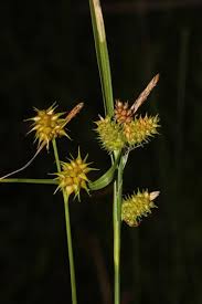 Attēlu rezultāti vaicājumam “Carex viridula flower”