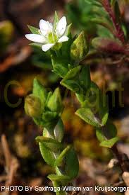Attēlu rezultāti vaicājumam “Arenaria serpyllifolia flower”