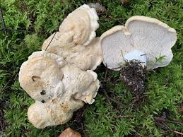 Attēlu rezultāti vaicājumam “Hydnum sp.”