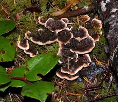 Attēlu rezultāti vaicājumam “Hydnellum aurantiacum”