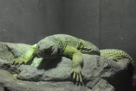 Image result for Reptilian egypt