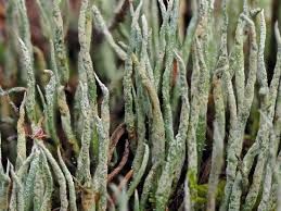Attēlu rezultāti vaicājumam “Cladonia cornuta”