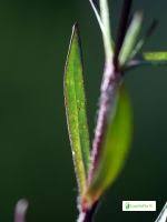 Attēlu rezultāti vaicājumam “Silene tatarica leaf”