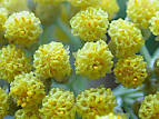 <b>Helichrysum</b> Essential Oil