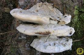 Attēlu rezultāti vaicājumam “Postia stiptica”