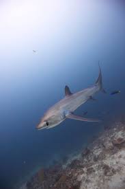 Image result for Alopias pelagicus