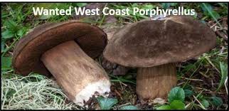 Attēlu rezultāti vaicājumam “Porphyrellus porphyrosporus”