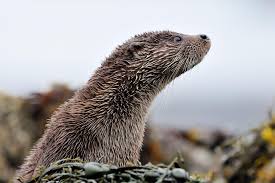 Attēlu rezultāti vaicājumam “Lutra lutra”