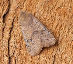 Attēlu rezultāti vaicājumam “Orthosia cerasi”