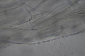 Attēlu rezultāti vaicājumam “Ombrophila violacea”