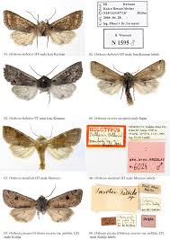 Attēlu rezultāti vaicājumam “Orthosia sp.”