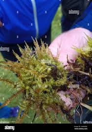 Attēlu rezultāti vaicājumam “Calliergon giganteum”