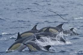 Image result for Delphinus delphis