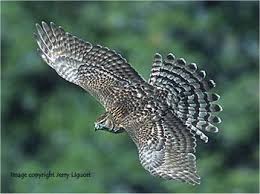 Image result for Goshawks G C