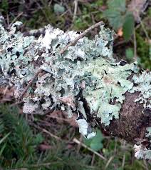 Attēlu rezultāti vaicājumam “Platismatia glauca”