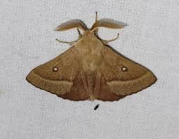 Attēlu rezultāti vaicājumam “Lasiocampa trifolii”