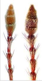 Attēlu rezultāti vaicājumam “Curculio nucum”