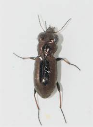 Attēlu rezultāti vaicājumam “Notiophilus palustris”