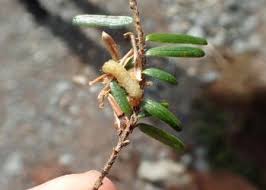 Attēlu rezultāti vaicājumam “Trichia erecta stalked”