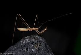 Attēlu rezultāti vaicājumam “Tubifera magna young”