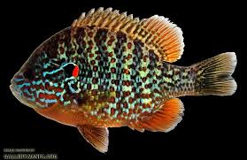 Image result for Lepomis gibbosus