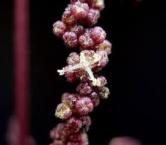 Attēlu rezultāti vaicājumam “Urtica dioica fruit”