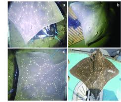 Image result for Dipturus intermedius