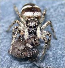 Attēlu rezultāti vaicājumam “Salticus scenicus”