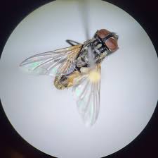 Attēlu rezultāti vaicājumam “Musca domestica”