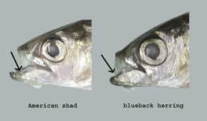 Image result for Alosa mediocris