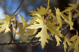 Attēlu rezultāti vaicājumam “Acer saccharinum”