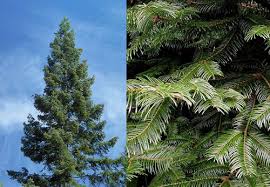 Attēlu rezultāti vaicājumam “Abies”