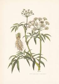 Attēlu rezultāti vaicājumam “Cicuta virosa”