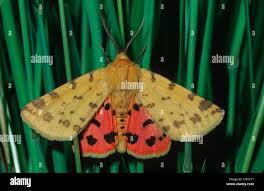 Attēlu rezultāti vaicājumam “Rhyparia purpurata”