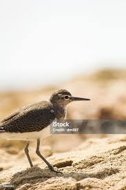 Attēlu rezultāti vaicājumam “Actitis hypoleucos”