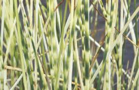 Attēlu rezultāti vaicājumam “Schoenoplectus lacustris subsp. lacustris”