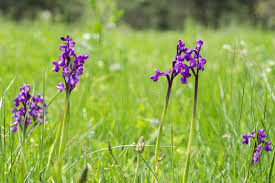 Attēlu rezultāti vaicājumam “Orchis morio”