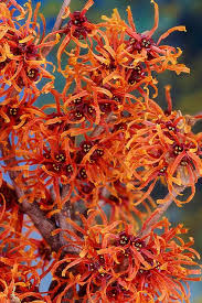 Attēlu rezultāti vaicājumam “Hamamelis”