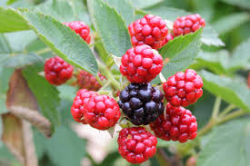 Attēlu rezultāti vaicājumam “Rubus plicatus fruit”