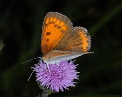 Attēlu rezultāti vaicājumam “Lycaena dispar female”