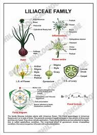 Attēlu rezultāti vaicājumam “Liliaceae”