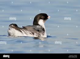 Image result for Synthliboramphus antiquus