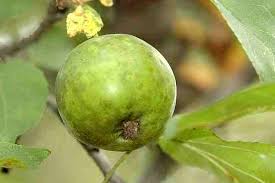 Attēlu rezultāti vaicājumam “Pammene rhediella”