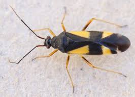 Attēlu rezultāti vaicājumam “Dryophilocoris flavoquadrimaculatus”